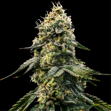 Cannabis seeds Runtz Feminised Gold